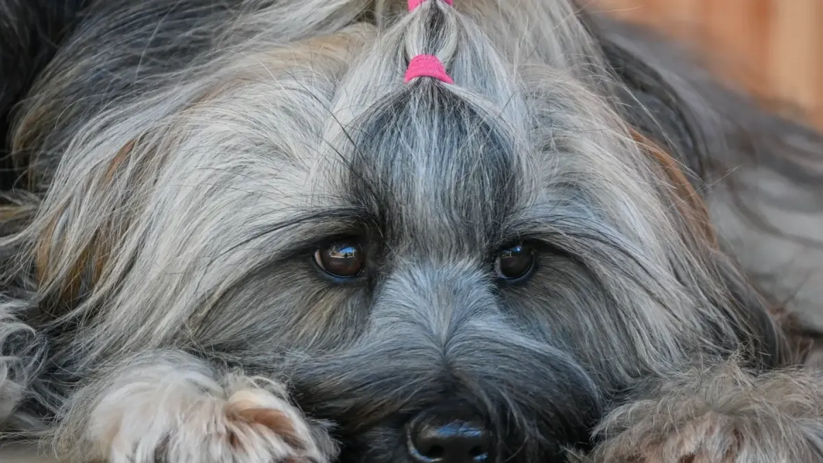 Dog coat close up
