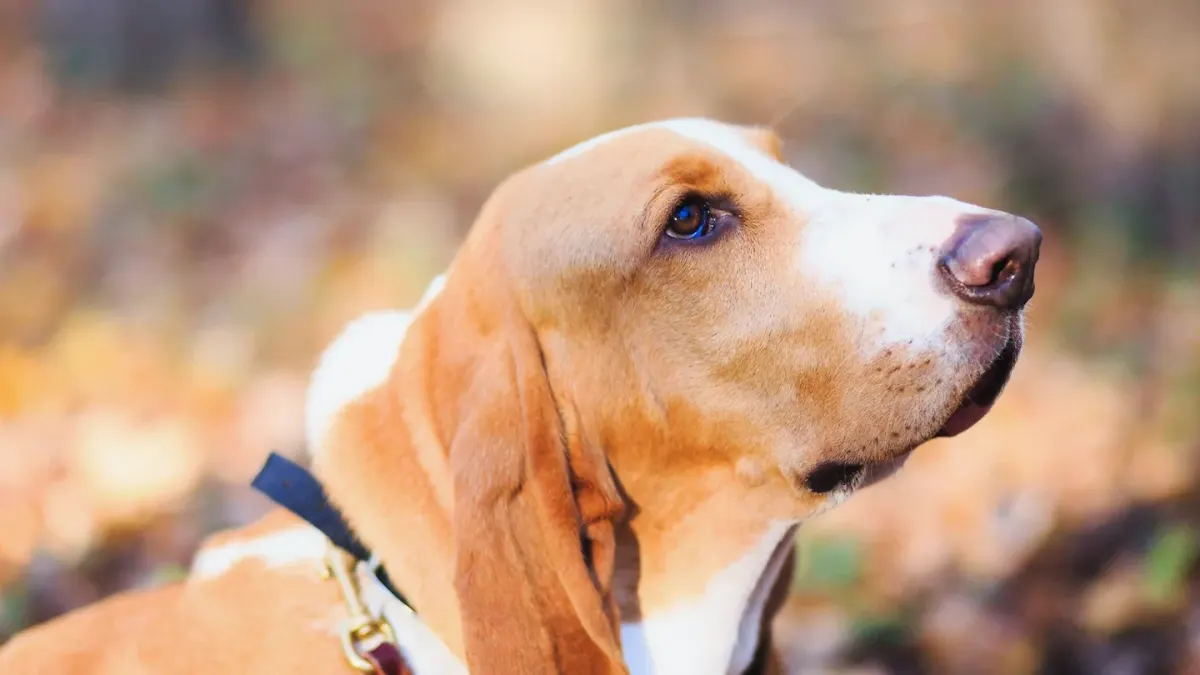 Dog collar close up