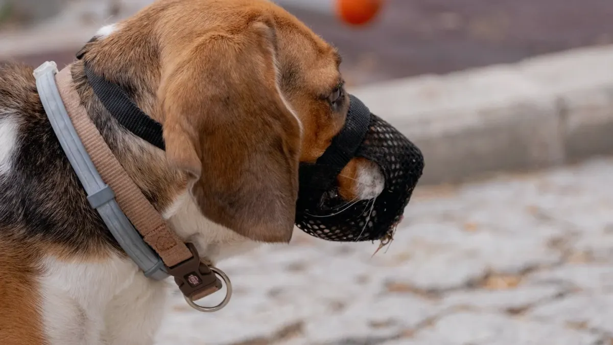 Dog collar close up