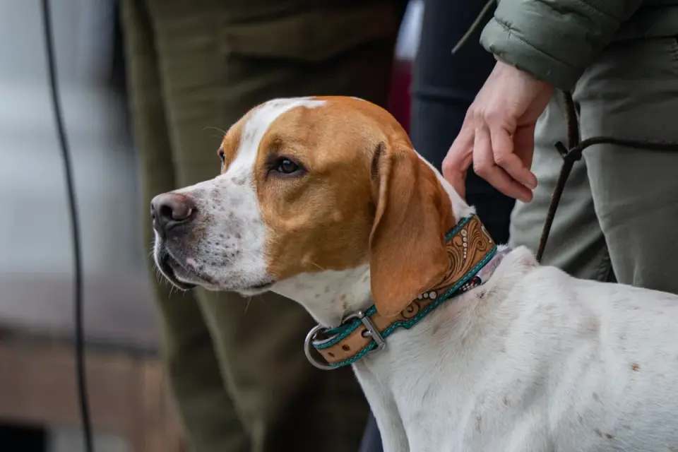 Dog collar close up