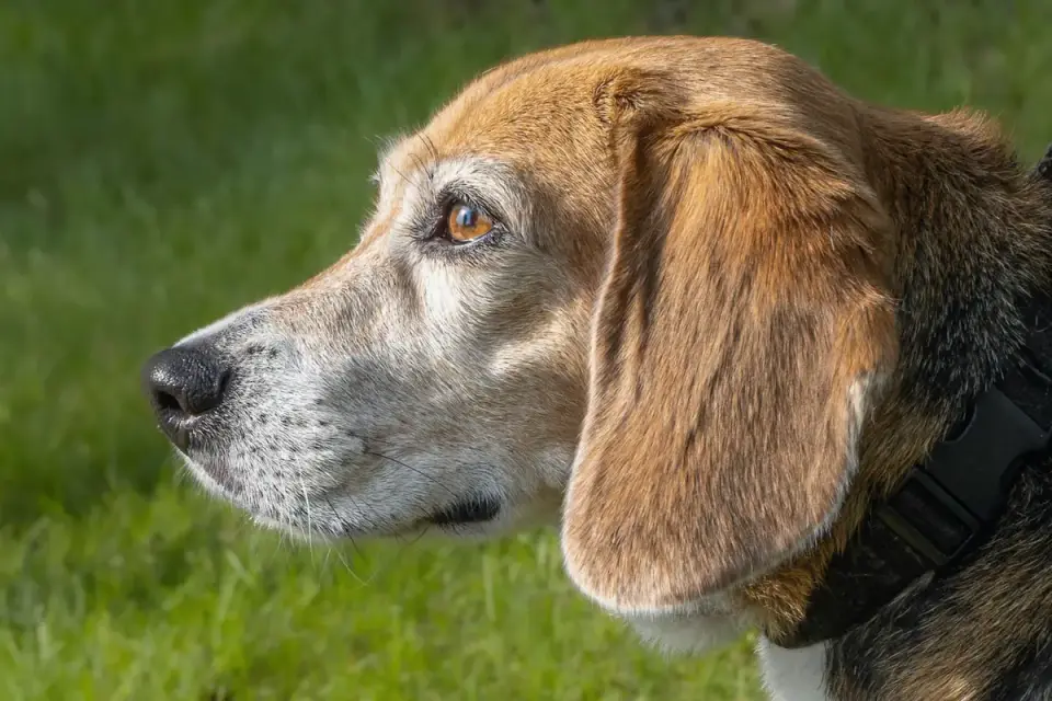 Dog collar close up