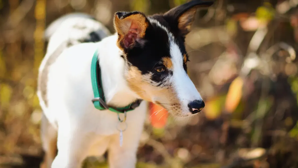 Dog collar close up