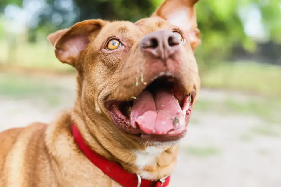 Dog collar close up