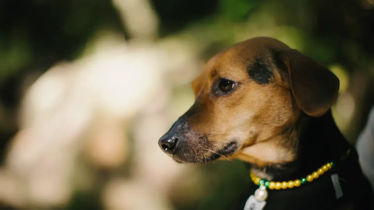 Dog collar close up