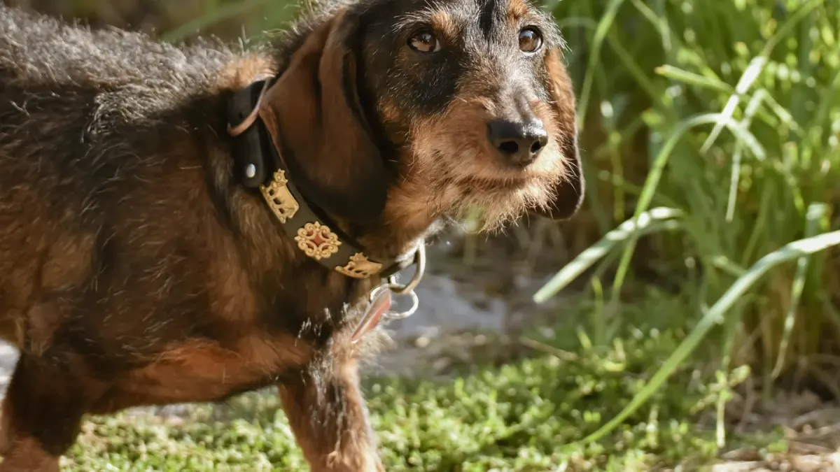 Dog collar close up