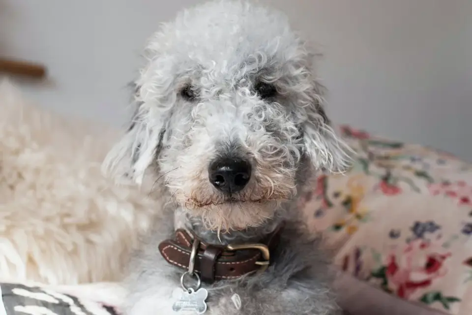 Dog collar close up