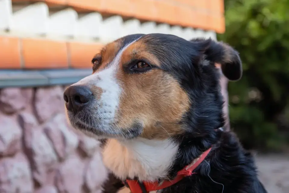 Dog collar close up