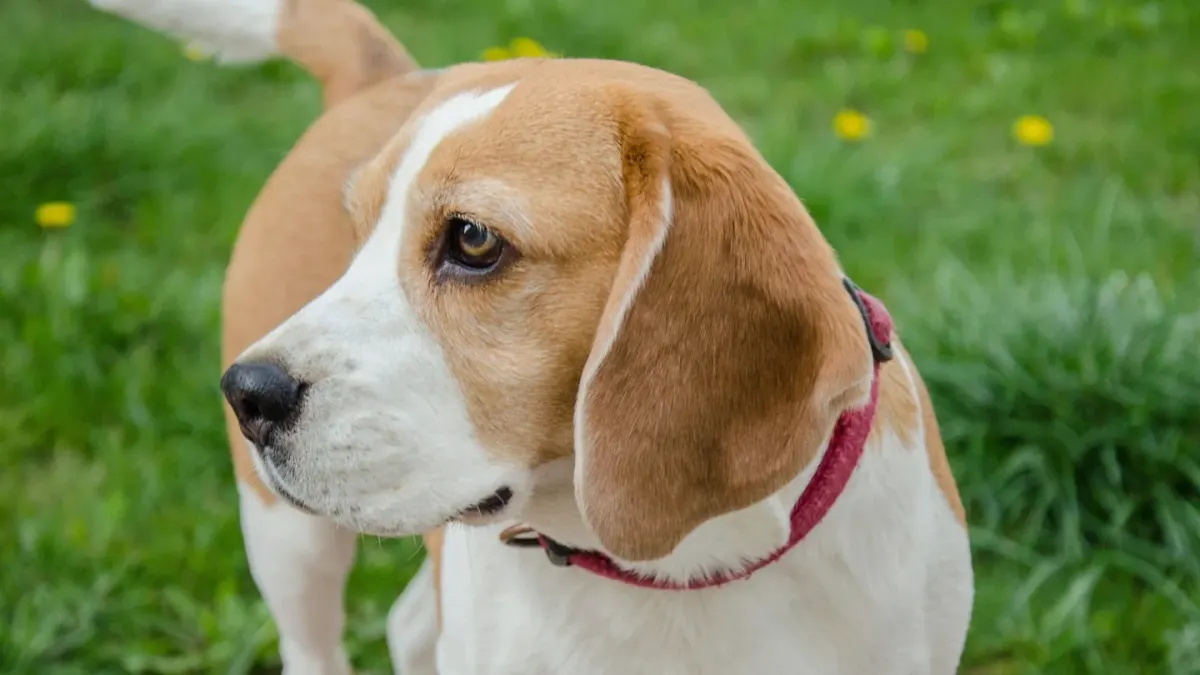 Dog collar close up
