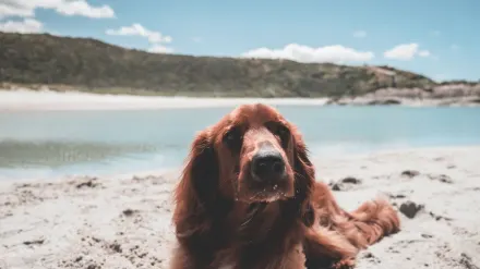 Dog digging in sand