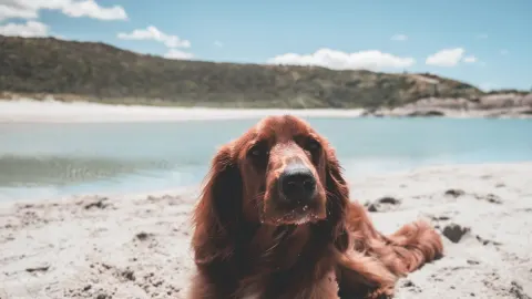 Dog digging in sand
