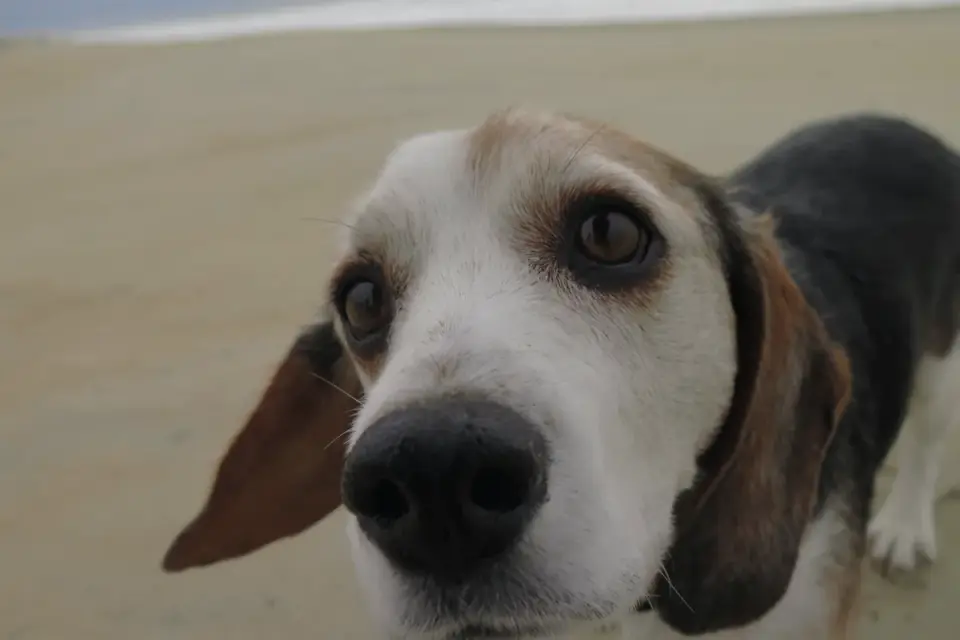 Dog digging in sand