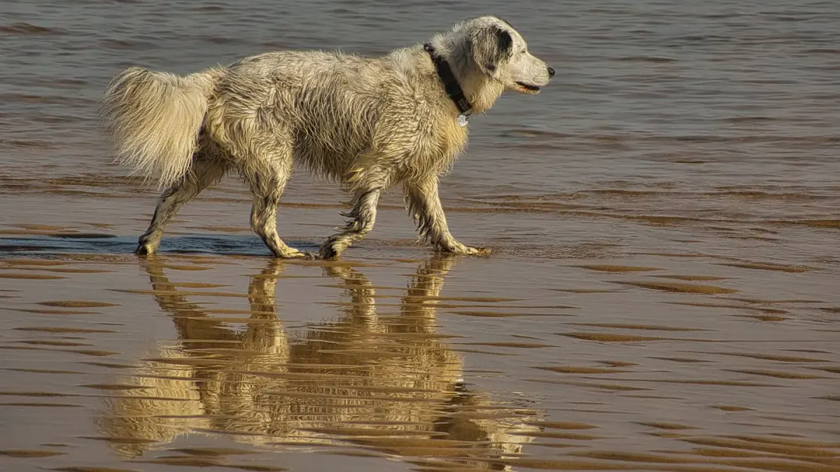 Dog digging in sand