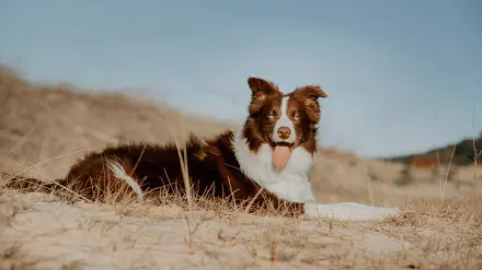 Dog digging in sand