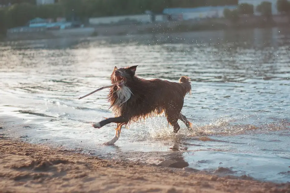 Dog digging in sand