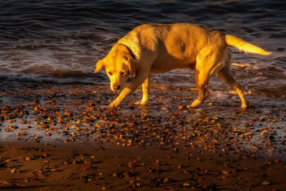 Dog digging in sand