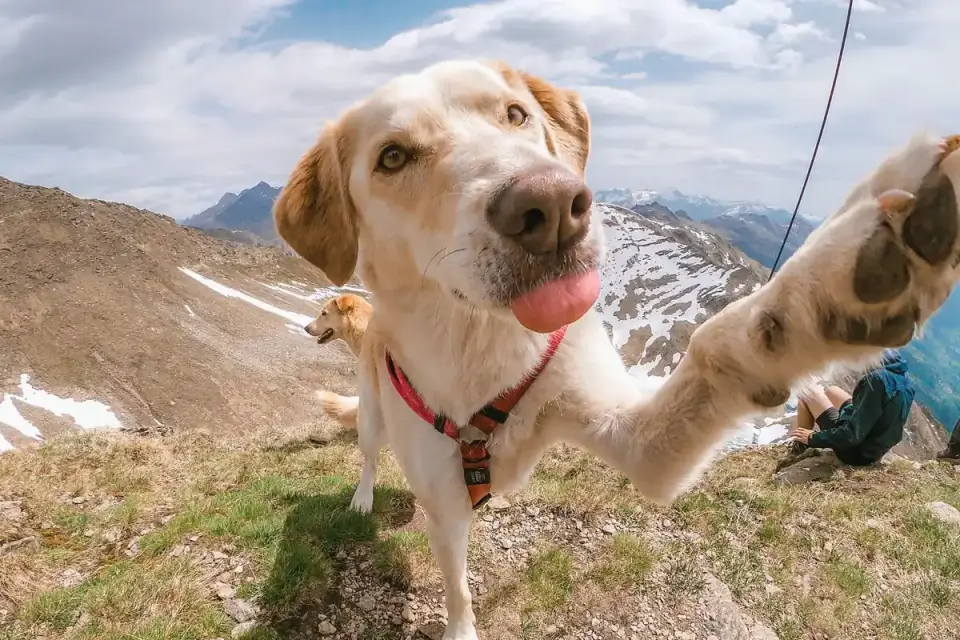 Dog drinking water from a collapsible travel bowl on a trail