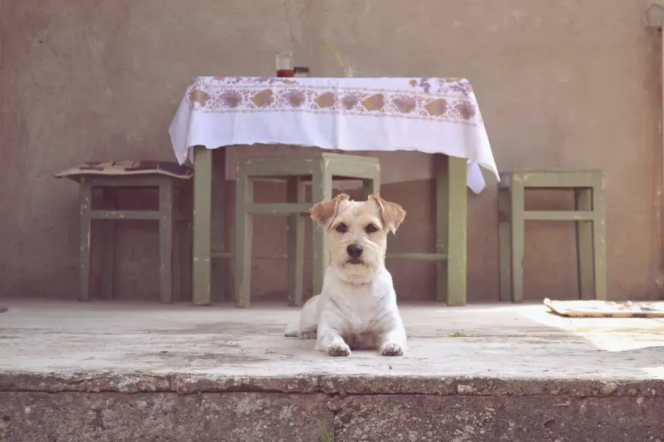 Dog eating from a bowl at home