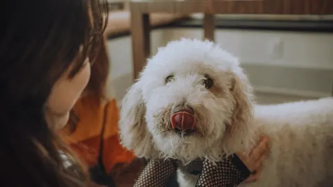 Dog eating from a bowl at home