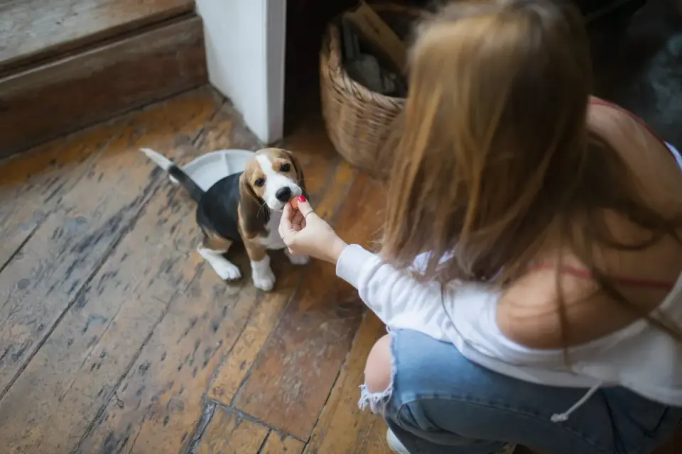 Dog eating from a bowl
