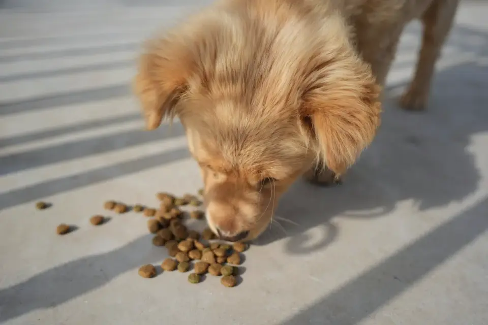 Dog eating from a bowl