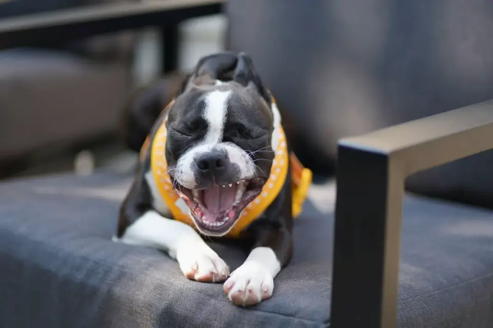 Dog eating outdoors bowl