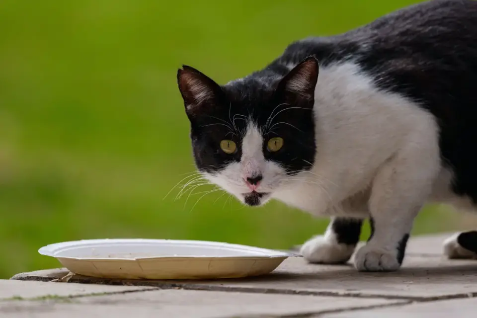 Dog eating outdoors bowl