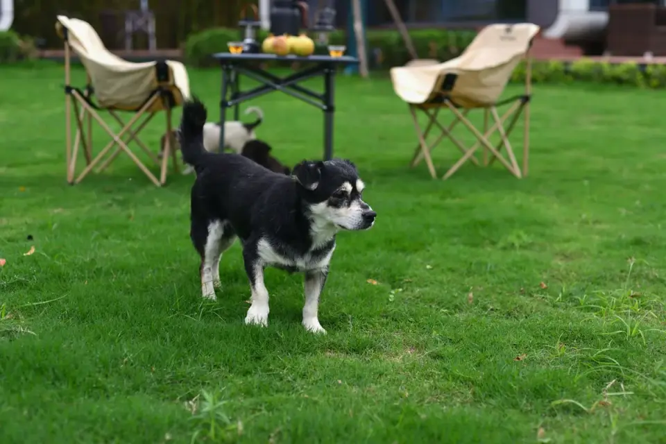 Dog eating outdoors