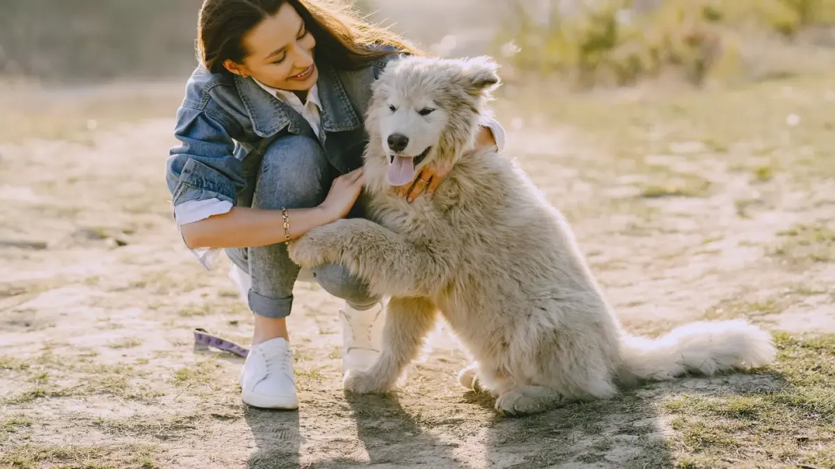 Dog giving a paw