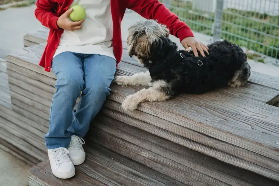 Dog giving a paw