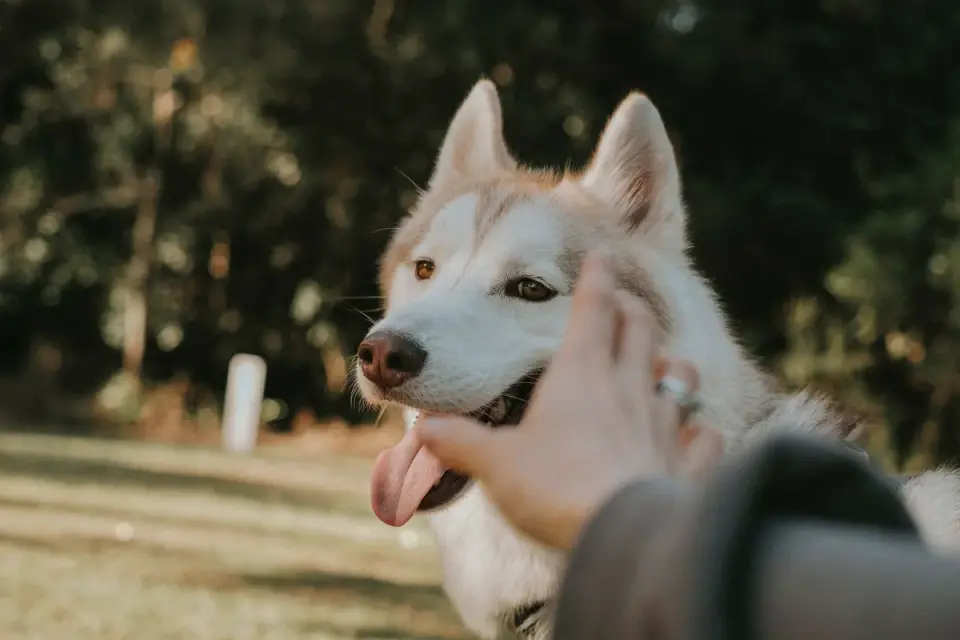 Dog giving a paw