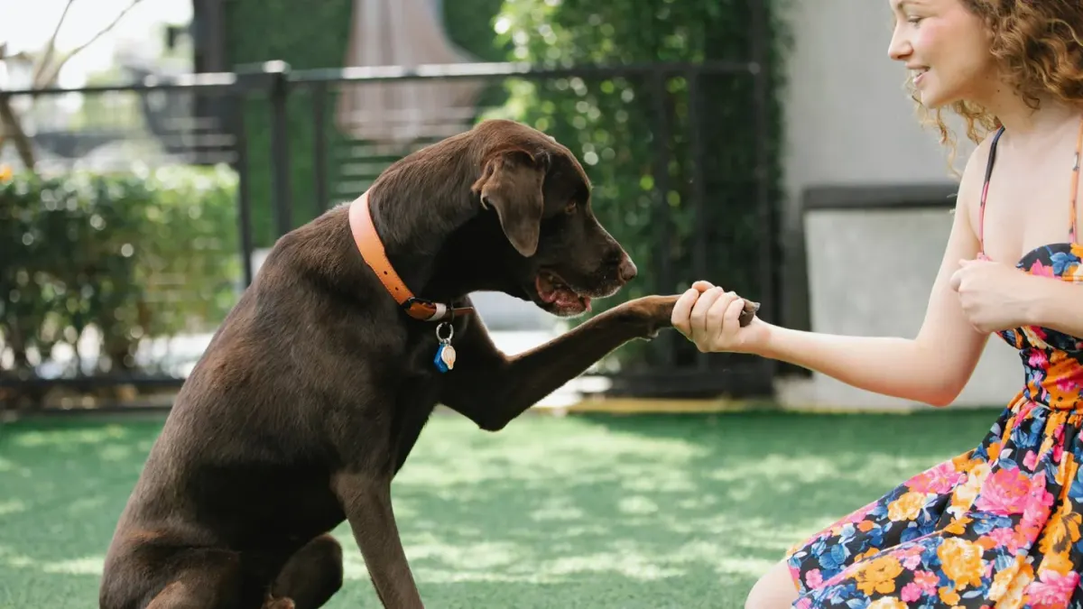 Dog giving a paw