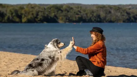 Dog giving paw to owner