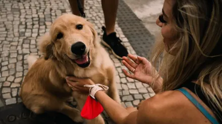 Dog greeting an owner