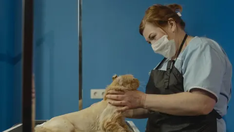 Dog having nails trimmed
