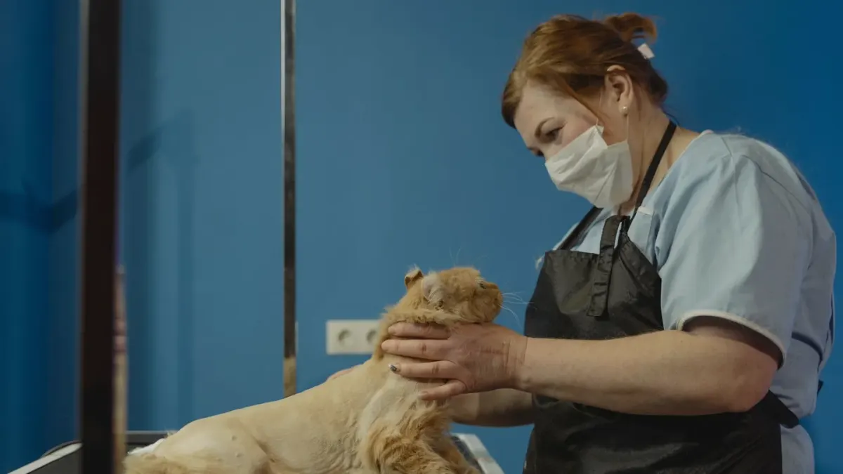Dog having nails trimmed