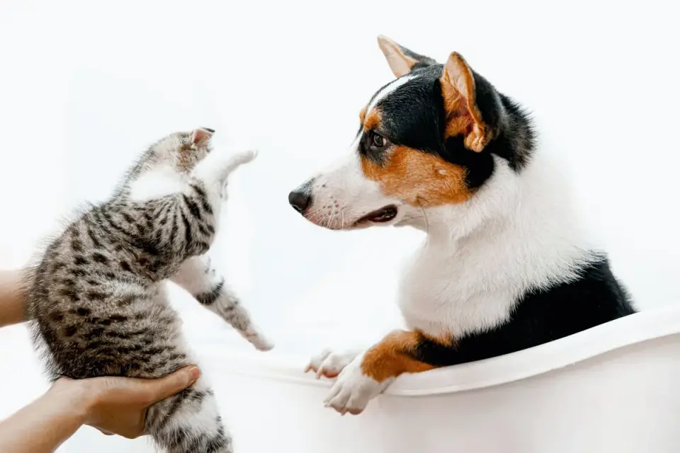 Dog having nails trimmed