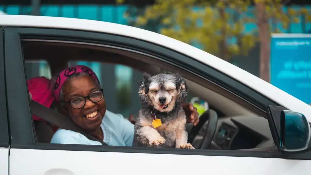 Dog in a car seat