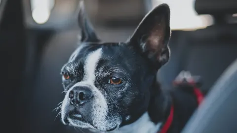 Dog in a car seat