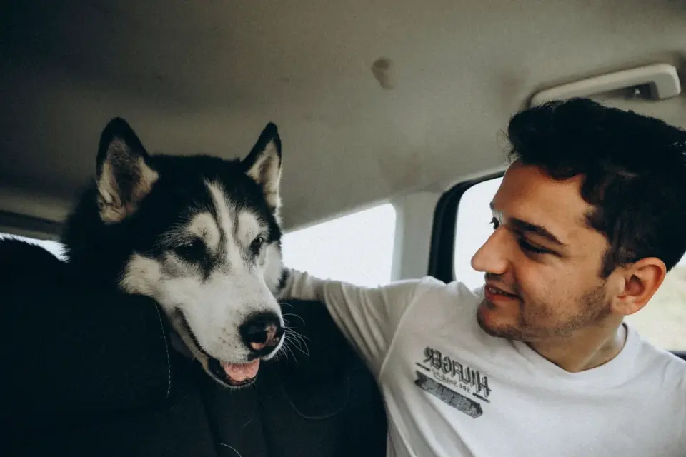 Dog in a car seat