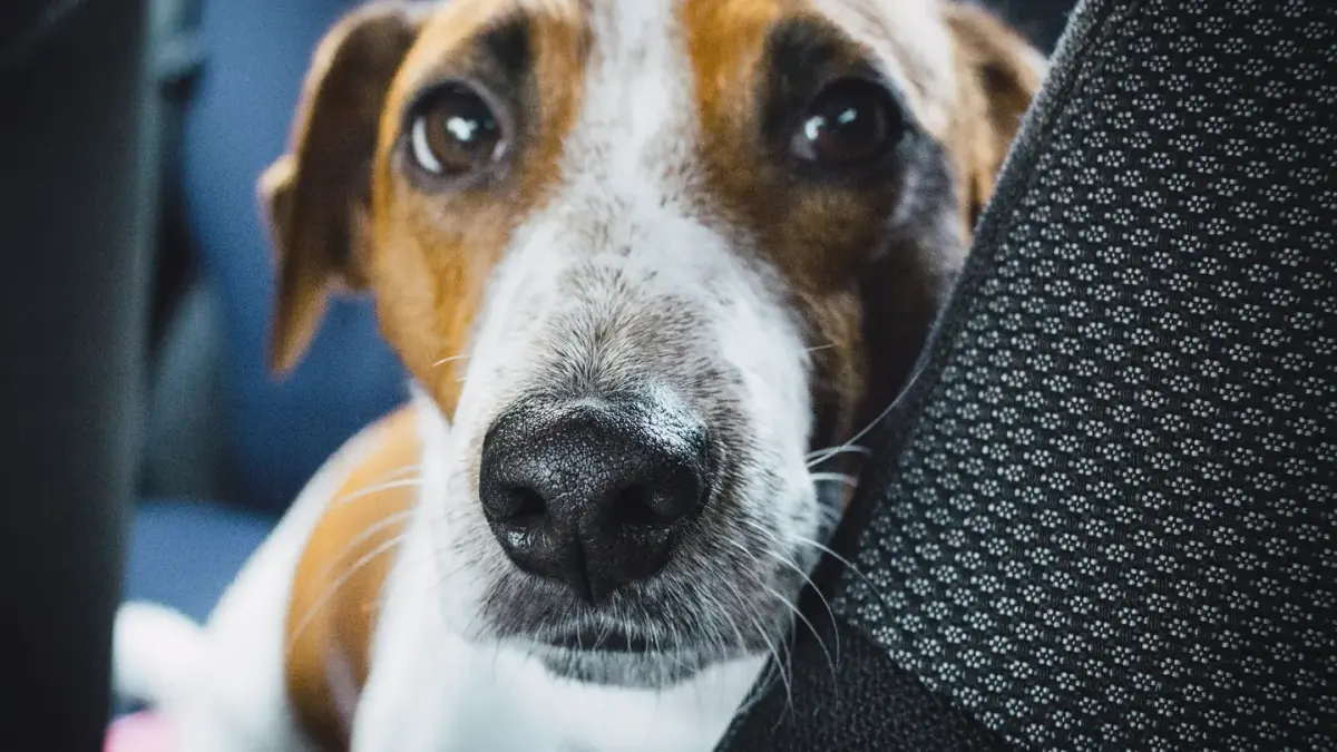 Dog in a car seat