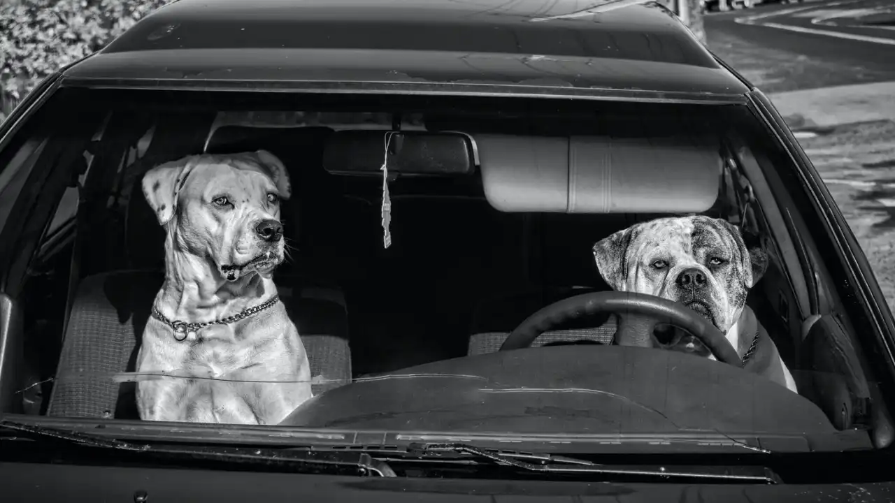Dog in a car seat