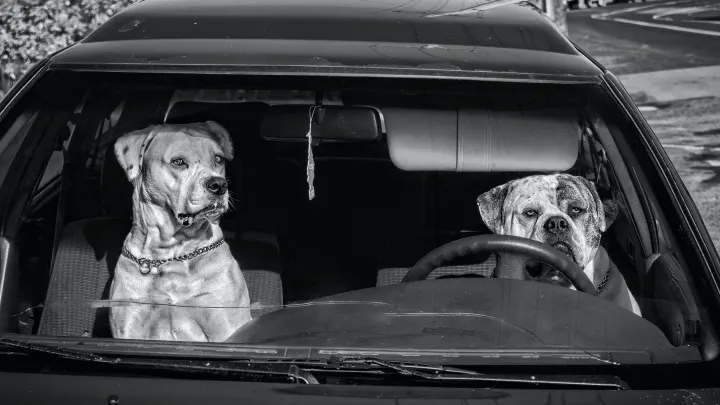 Dog in a car seat