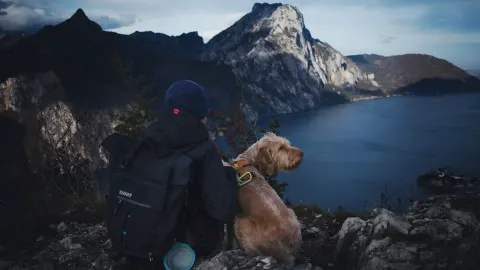 Dog in a carrier