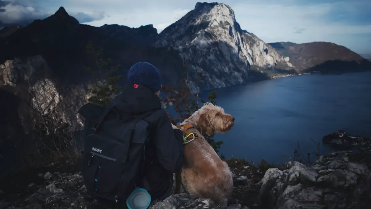 Dog in a carrier