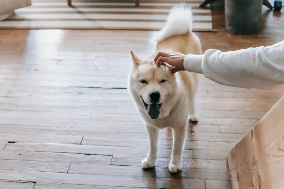 Dog in a kitchen with an owner