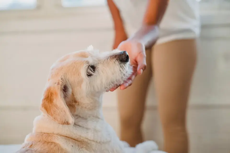 Dog in a kitchen with an owner