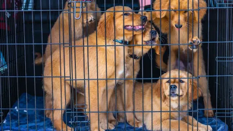 Dog in a travel crate