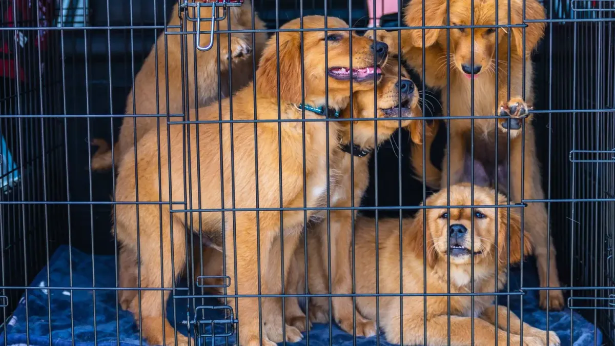 Dog in a travel crate