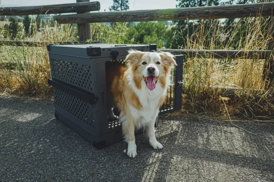 Dog in a travel crate