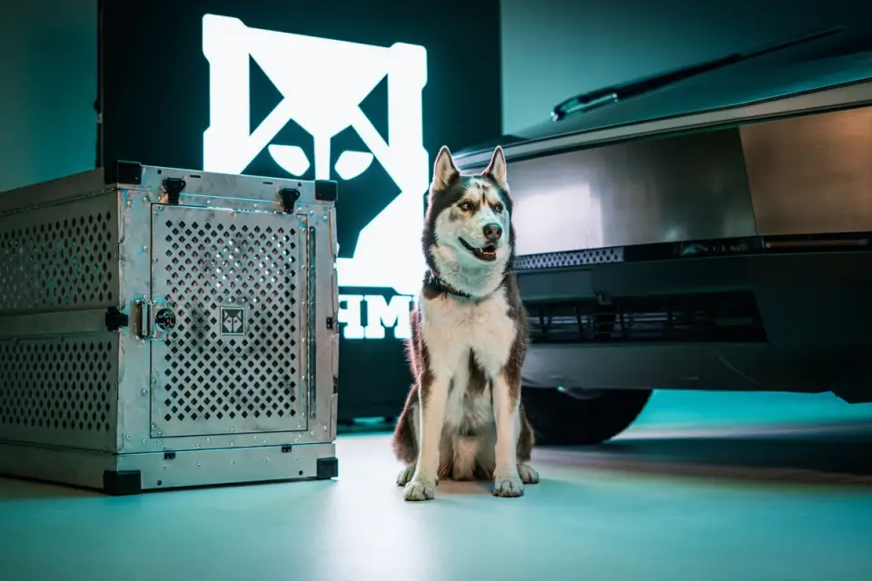 Dog in a travel crate